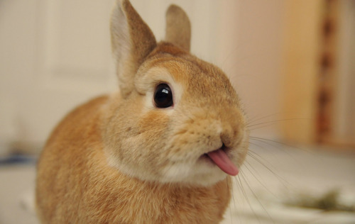cute-rabbit-sticking-out-tongue.jpg