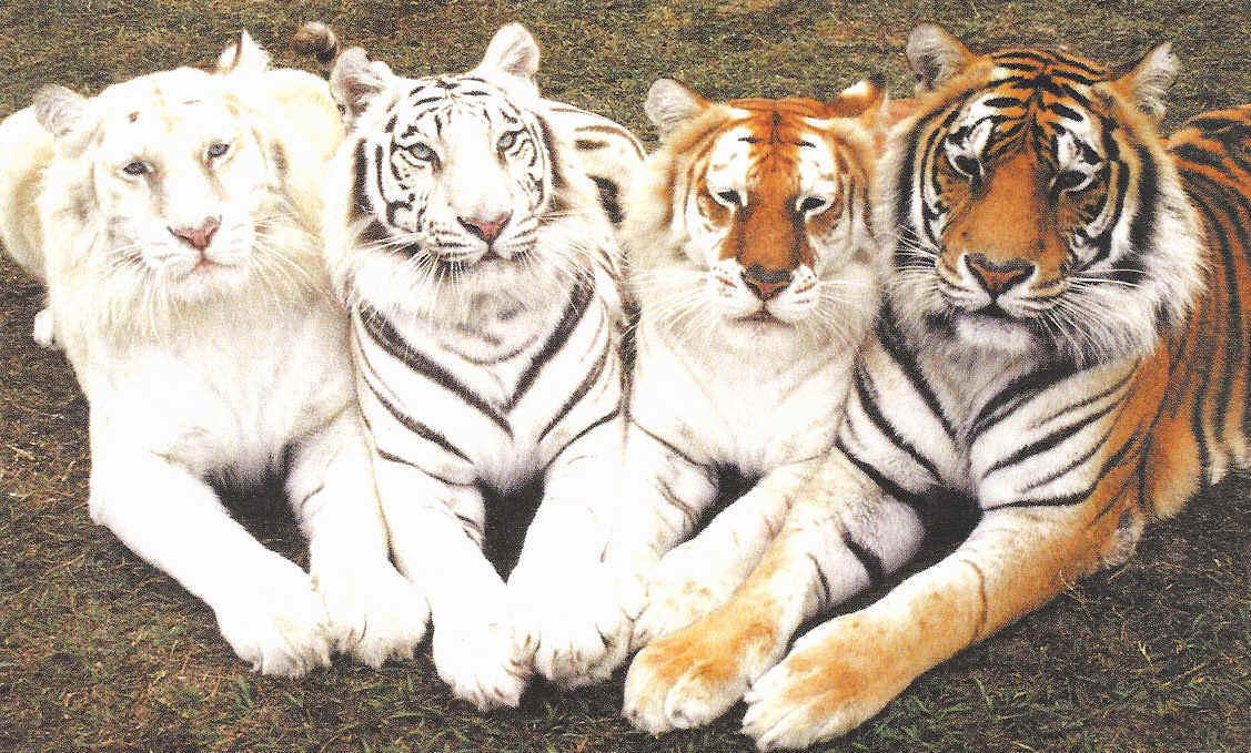 How many tigers are there in the world?
