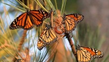 The Monarch butterfly