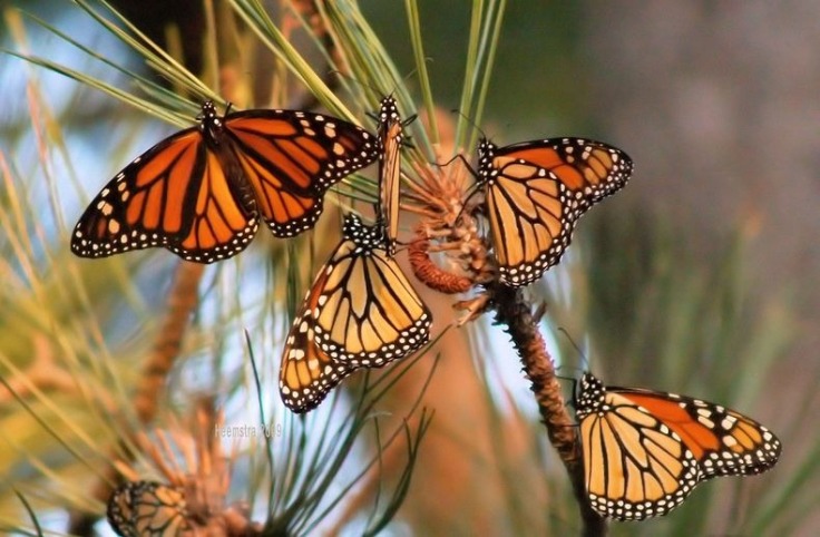 The Monarch butterfly 