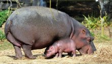 Hippopotamus (6)